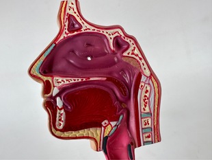 Human nasal cavity throat respiratory system model Bronchial Anatomy alveolar anatomy pulmonary visceral nasal artery vascular diagram