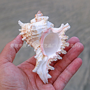 Small Thousand Hand Snail Chrysanthemum Snail Natural Shell Conch Fish Tank Aquarium Landscape Decoration Mediterranean Style Home Decoration
