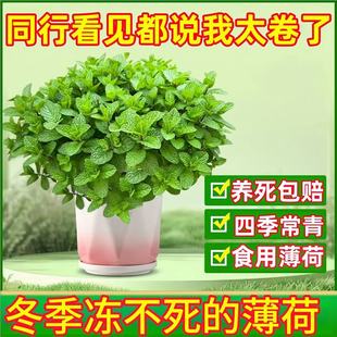 Fresh Edible Mint Leaves, Spearmint Seedlings, Four-Season Indoor Potted Hydroponic Green Plants, Fragrance, Repel Mosquitoes and Absorb Formaldehyde