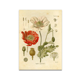 Cross-border hot sale vintage plant flower structure anatomy teaching hanging painting living room bedroom poster canvas decorative painting core
