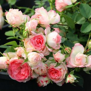 Rose Seedlings Old Pile Extra Large Florals Florals Green Plants Potted Roses Indoor and Outdoor Balcony All Year Round Without Pots