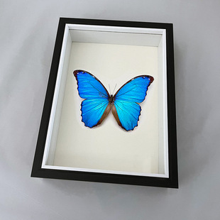 Butterfly Specimen Butterfly Photo Frame Hollow 3cm Handmade diy Plant Immortal Flower Real Glass Insect Display Frame