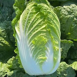 [Newly Planted This Year] Really Delicious Yellow Heart and Yellow Core Autumn Sowing Chinese Cabbage Seeds Winter Storage Vegetable Seeds Cabbage Cold-Resistant