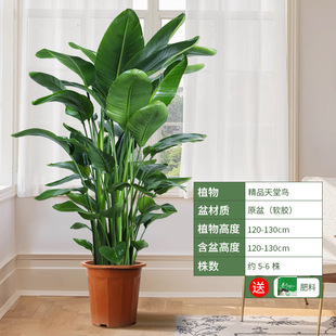 Bird of Paradise Green Plant Indoor Large Potted Living Room Office Floor Plant Big Leaf Strelitzia Reginae to Remove Formaldehyde New House