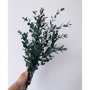 Eucalyptus Leaf Eternal Flower Flower Material Yunnan Air-dried Natural Real Flower Living Room Flower arrangement Branch Decoration Ornaments Dried Flower bouquet