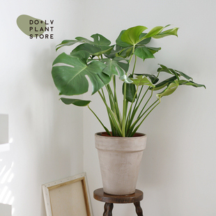 Dolv Bean Green Large Monstera Araceae Scandinavian Style Indoor Home Green Plant Combination Potted Plant Free Shipping