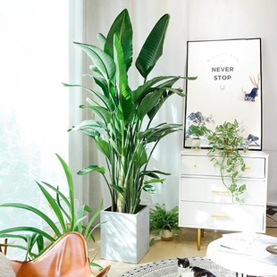 Large Pot of Bird of Paradise Potted Plants in the Living Room and Office, Large Green Plants in the Living Room, Living Room Plants, New House, Home Formaldehyde Absorption