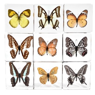 Cross-border Hot Selling Drop Glue Wing Butterfly Resin Crafts Children's Teaching Decoration Ornaments Healing Gifts