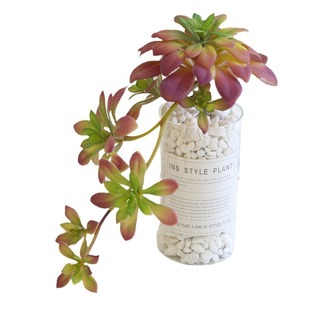Factory simulation fake succulent black mage hanging vine Baolian flower photo frame plant wall material decoration plant potted plant