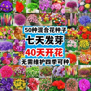 Цветы и семена многолетние посевные четыре сезона легко жить