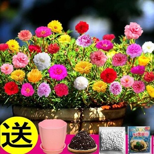 Double petal impatiens flower seed flower seedling henna nail dyeing grass seed student experimental suit flower seed easy to live four seasons