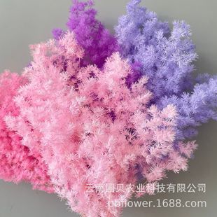 Flower Yunnan cross-border for eternal life fluffy eternal cedar high sense bouquet with multi-color spot wholesale