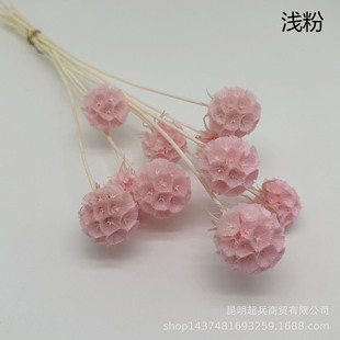 [Single windmill fruit] Windmill fruit pine insect fruit ins fresh and lovely fruit dried flower decorative small vase