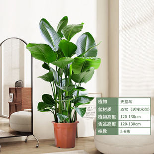 Bird of Paradise Living Room Green Plants Indoor Large Potted Plants Office Easy to Grow Plants New House to Absorb Formaldehyde Large-Leaf Florals