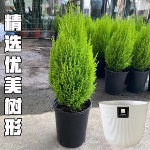 Xiaoxiangsong горшечные саженцы благовоний кипарис очищает воздух