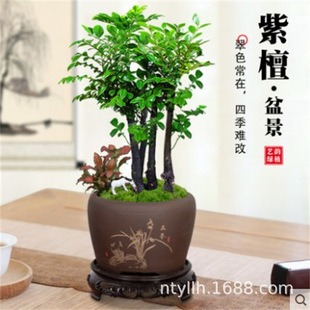 Small Leaf Red Sandalwood Bonsai Old Pile Plant Indoor Large Green Plant Living Room Office Desktop Potted Black Bone Tea Tree Stump