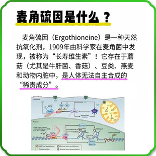 Ergothioneine 1%-99% Thiohistidine Trimethyl Inner Salt 497-30-3 Pine Mushroom Extract 10G/Bag