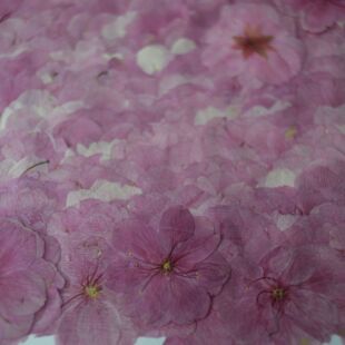 Cherry Blossom Dried Blossom Blossom Specimen Teaching Begonia Flower Photo Frame Bookmark Candle Children's Handmade Activity Embossing Material