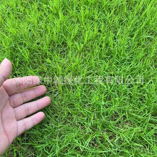 Perennial Ryegrass Seeds, Evergreen and Cold-Resistant Tall Fescue, Green Slope Protection, Bermudagrass Lawn Grass Seeds