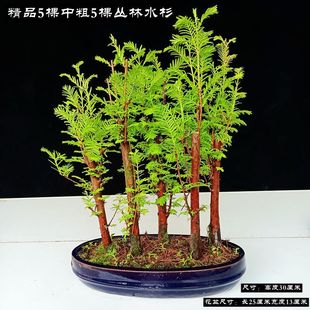 Metasequoia Bonsai Indoor Potted Saplings Money Pine Metasequoia Indoor Bedroom Desk Can Be Hydroponic Florals Metasequoia