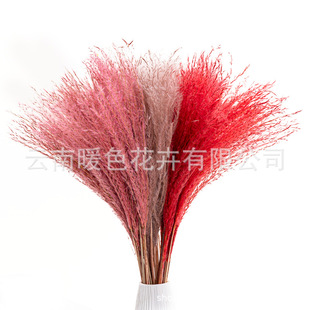 Factory wholesale Yunnan dried flower small dust eternal flower diy dried flower matching photography home props flower bouquet