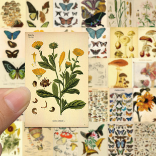 50 pieces of animal and plant sticker bag waterproof square retro flowers butterfly specimens nature series DIY hand account material