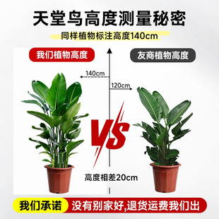 Bird of Paradise Potted Indoor Large Plant New House Living Room Easy to Grow Evergreen Florals All Year Round Large-Leaf Strelitzia Reginae Green Plants