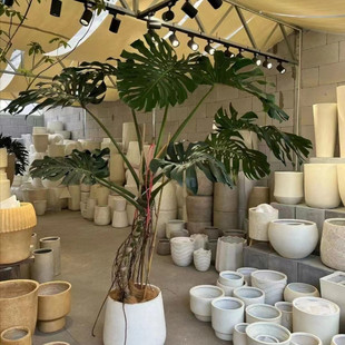 P9j Bamboo Turtle-backed Bamboo Big Leaf Potted Cyber-red Nordic Bonsai Green Plant Formaldehyde Removal Office Indoor Living Room Plant Old