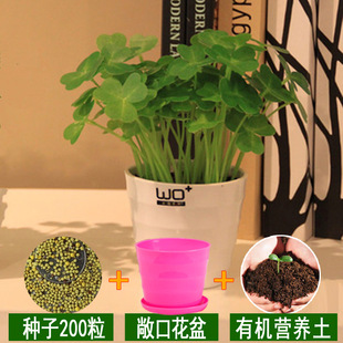 Easy-To-Live Flower Seeds, Four-Season Potted Courtyard, Shy Sunflower, Sunflower, Cosmos, Mint, Baby's Breath