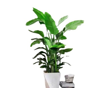 Bird Plant Potted Bird Strelitzia Reginae Evergreen Green Plant Florals Bedroom All Year Round Easy to Grow and Live Flower Factory