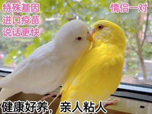 Budgie Live Bird Can Talk Big Head Parrot Hand-raised Pet Bird Live Bird Baby Bird Living Living Living Object Ornamental