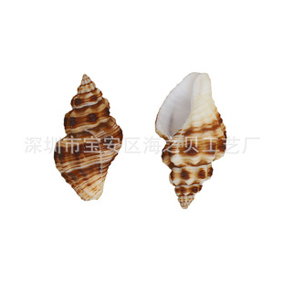 Wholesale wool spiral snail natural conch small shell fish tank landscaping diy handmade micro landscape material hermit crab replacement