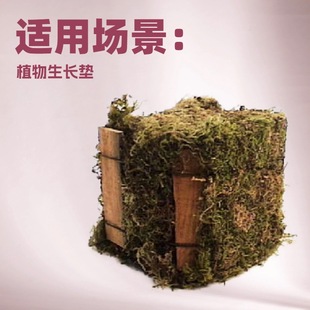 green moss plume moss natural moss orchid plant