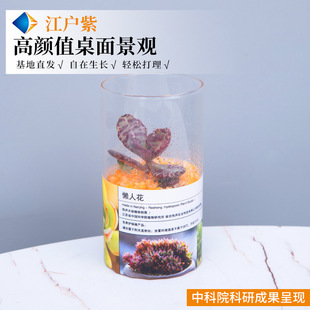 Golden Branches and Jade Leaves Potted Old Pile Fleshy Hydroponic Plant Indoor Flower Office Green Planting Good Cultivation Purifying Air