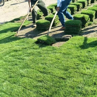 Guangzhou Greening Turf Project Real Lawn with Soil Evergreen Taiwan Grass Manila Courtyard Garden House