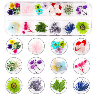 Nail Art New Dried Flower Nail Jewelry Natural Plant Dried Flower DIY Decorative Narcissus Gymos Lace Purple Sunflower