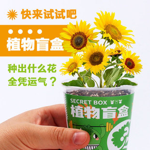 Creative Gift Plant Blind Box Children Planting Flowers Students Desktop Green Plant Small Potted Kindergarten Children's Day Gift