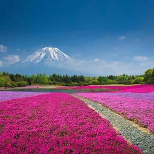 Shibazakura Seeds Shibazakura Seeds Phlox Flower Seeds Flower Seeds All Year Round Outdoor Northern Balcony Live Flower Seeds as Soon as They See the Soil