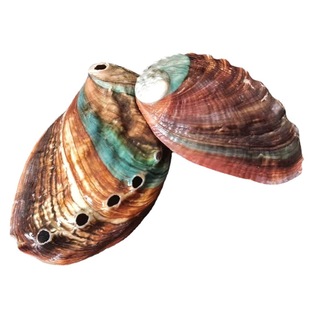 Aibei natural shell wholesale domestic abalone shell donkey shell currency shooting shell props crafts