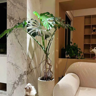 Monstera Living Room Large Potted Indoor Large Plant Old Pile Green Plant Large Leaf Giant Leaf Formaldehyde Removal Style Office