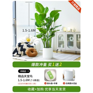 Bird of Paradise Potted Plant to Remove Formaldehyde Indoor Living Room Large Green Plant Office Large Leaf Plant Flower Strelitzia Reginae New House