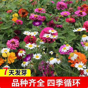 Flower Seeds Bloom All Year Round in the Open Air. Garden Flower Seeds. Wild Flower Gesang Flower Seeds. Flower Seeds