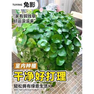 Hydroponic Bowl Lotus Seeds, Four-Season Water Lilies, Lotus Water-Cultured Plants, Lotus Root Tanks, Potted Copper Money Grass Seeds