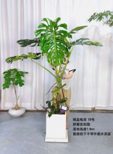 Zhong Huan old pile turtle back bamboo potted one thing a beat living room office green plant indoor plants to raise clean air