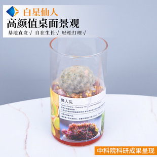 Fleshy Plant Package with Pot Meat Combination Indoor Small Potted Boutique Jade Dew Large Flowers and Green Plants