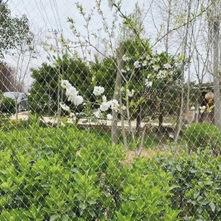 SOURCE Factory Orchard bird-proof net cherry tree vine fruit tree bird-proof net nylon breeding net fish pond Sky Net