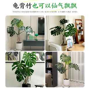 Monstera Deliciosa Large Potted Plant in the Living Room with Large Leaves and Old Piles Green Plants Indoor Living Room Large Floor-Standing Plants Easy to Grow in All Seasons