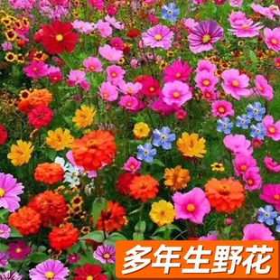 Gesang Flower Seeds Cosmos Sunflower Seeds Wildflower Lawn All Year Round Sowing Flowering Seed Seedling Combination