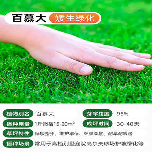 Bermuda Grass Seeds, Dwarf, No-Pruning Lawn Seeds, House Courtyard Greening, Trampling-Resistant, Cold-Resistant, Drought-Resistant, Evergreen in All Seasons