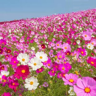 Poppy Flower Seeds Mixed Color Iceland Poppy Seeds Balcony Courtyard Flower Seeds Sown in All Seasons and Live as Soon as They See the Soil